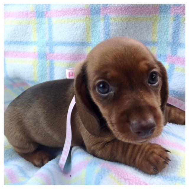 Puppies For Sale