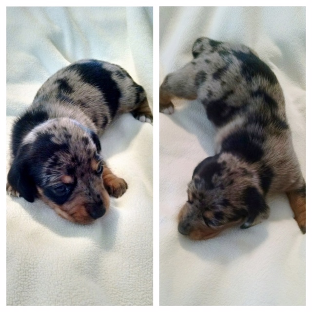 Puppies For Sale